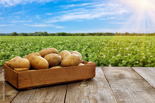 young potatoes in crate on table with green field © alter_photo
