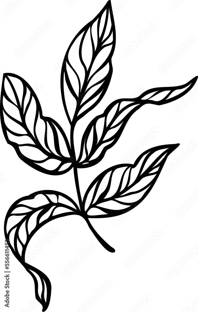 Linear peony flower. Hand drawn illustration. This art is perfect for invitation cards, spring and summer decor, greeting cards, posters, scrapbooking, print, etc. Linear peony flower. Hand drawn illustration. This art is perfect for invitation cards, spring and summer decor, greeting cards, posters, scrapbooking, print, etc.