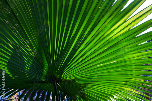 A beautiful of fan palm leaf texture