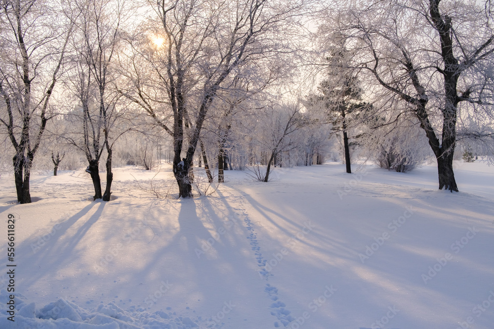 Fototapeta premium winter landscape with forest, trees covered snow