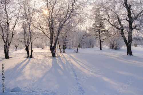 winter landscape with forest, trees covered snow