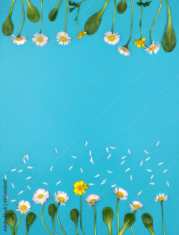 Spring frame with wild flowers: white daisies and yellow buttercups on bright blue background . Top view .Free copy space. Spring frame with wild flowers: white daisies and yellow buttercups on bright blue background . Top view .Free copy space.