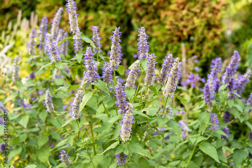 Korean Mint Agastache rugosa flower blossom