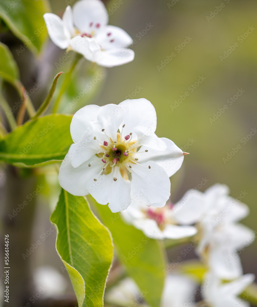 Flowers on the branches of a pear tree in spring.