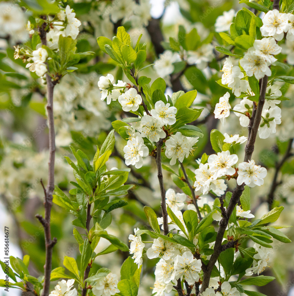 Flowers on the branches of a plum tree in spring. Flowers on the branches of a plum tree in spring.
