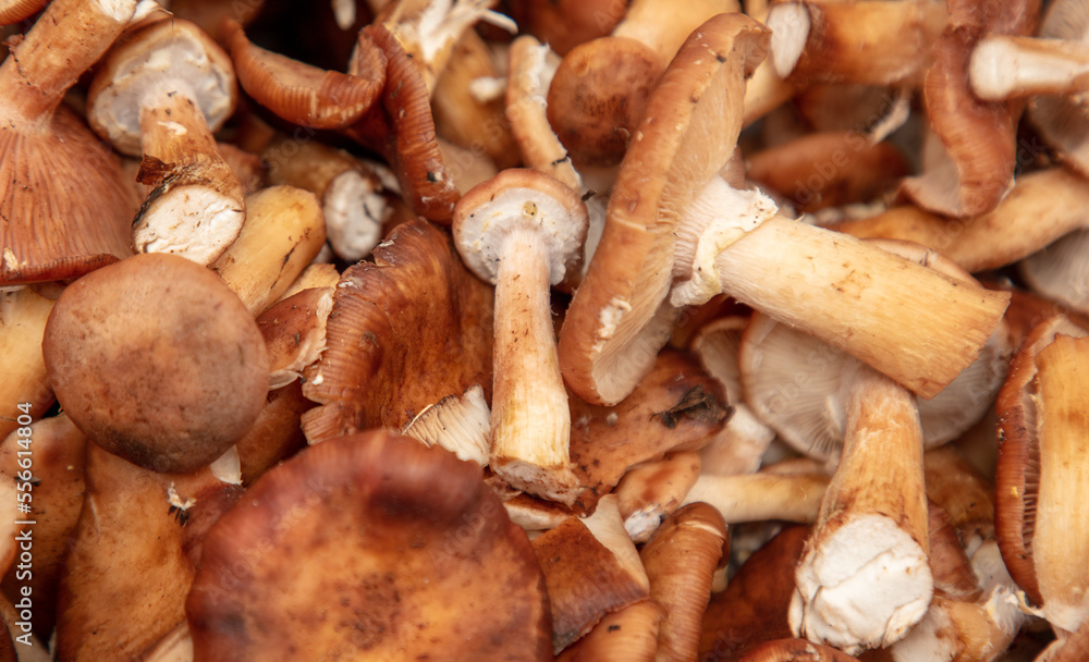 Mushrooms honey agarics as a background. Mushrooms honey agarics as a background.