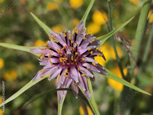 beautiful thistle 