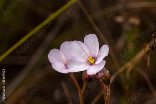 Two white/pink flowers of the sundew Drosera liniflora in natural habitat with blurry background and copyspace photo