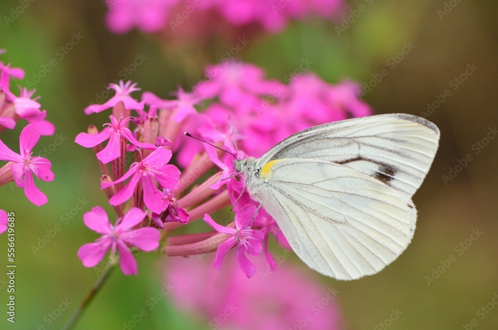 ムシトリナデシコの蜜を吸うモンシロチョウ ムシトリナデシコの蜜を吸うモンシロチョウ