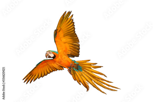 Colorful flying parrot isolated on transparent background png file © Passakorn