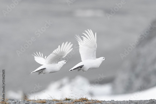 Принти на полотні Be free in the Alps mountains, male and female of rock ptarmigan (Lagopus muta)