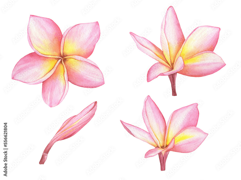 Watercolor Tropical Pink Plumeria flowers and buds. Traditional flower of Thailand.Tropical Wedding floral image