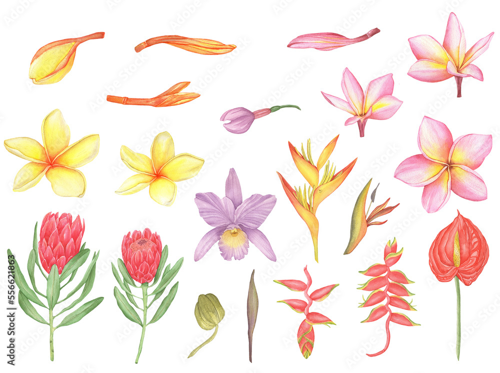 Watercolor set of tropical flowers, exotic flowers, orchid, plumeria, protea, heliconia, anthurium, strelitzia.