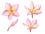 Watercolor Tropical Pink Plumeria flowers and buds. Traditional flower of Thailand.Tropical Wedding floral image