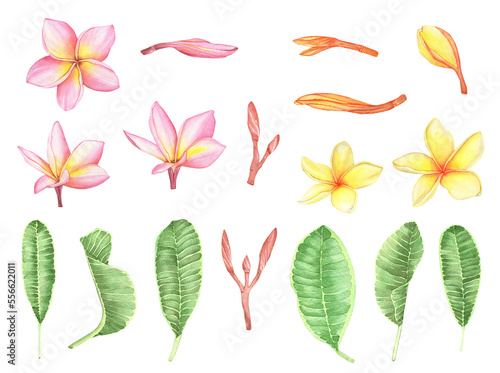 Watercolor Tropical Plumeria flowers and leaves. Traditional flower of Thailand.Tropical Wedding floral image