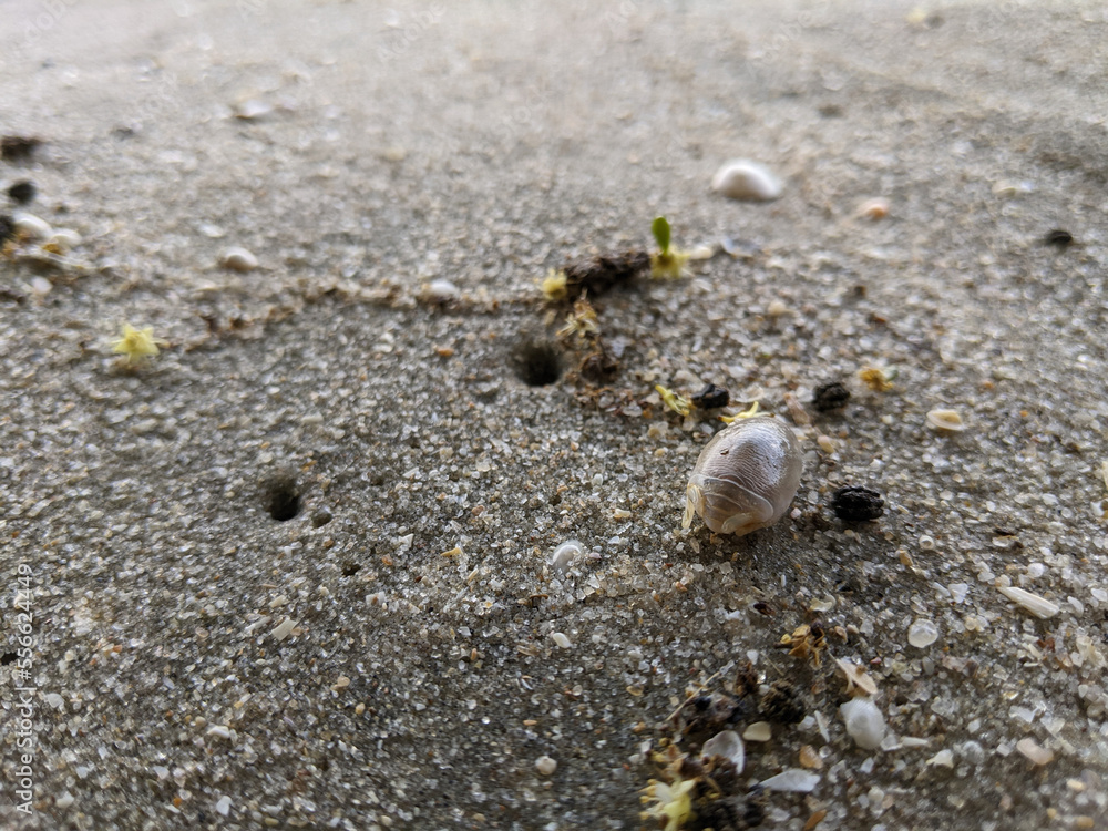 An animal that lives in the sand by the beach is called by the local community umang umang (in Malay).