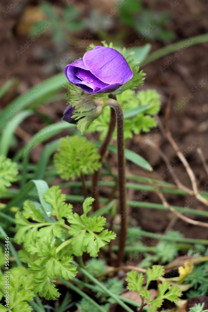 Spring Marging Two Anemone perennial flowering plants with closed flowers made of ...