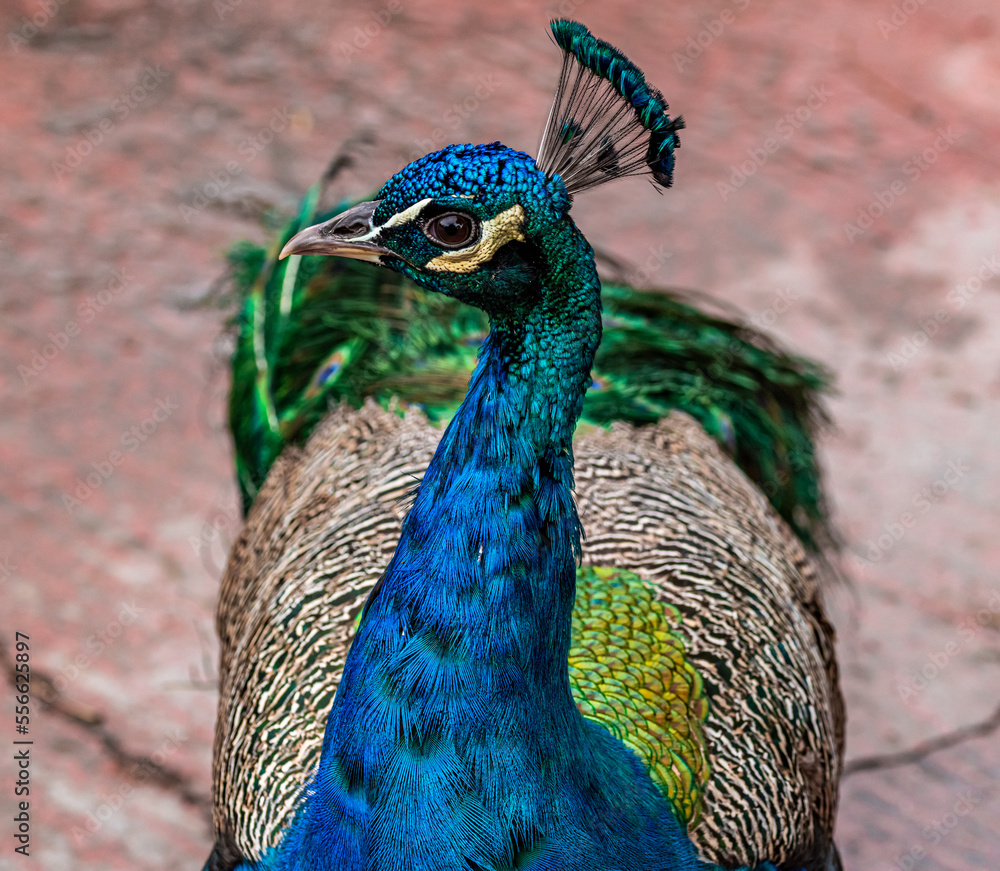 Obraz premium peacock with feathers