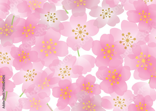 桜　春　和風　背景
