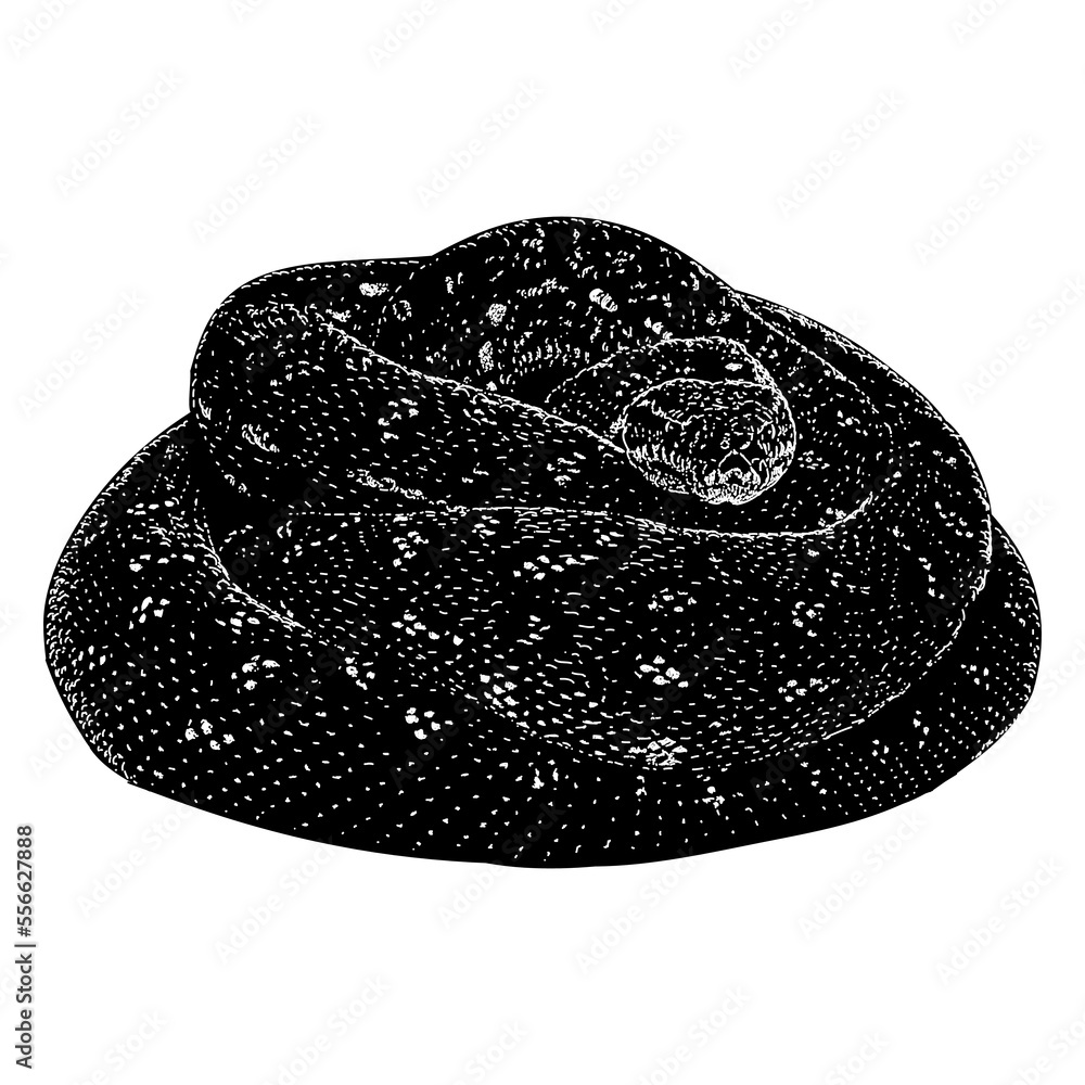 Diamond python hand drawing. Vector illustration isolated on background ...