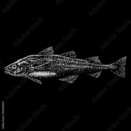 Alaskan Pollock hand drawing vector isolated on black background.