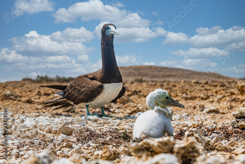 Brown booby (Sula leucogaster) with chick photo