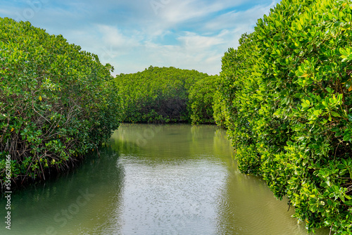 Saudi Arabia, Jazan Province, Green mangrove forest in summer photo