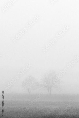 Two trees in fog