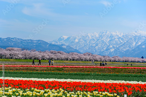 春の四重奏として知られる舟川べり桜並木。朝日、富山、日本。4月中旬。