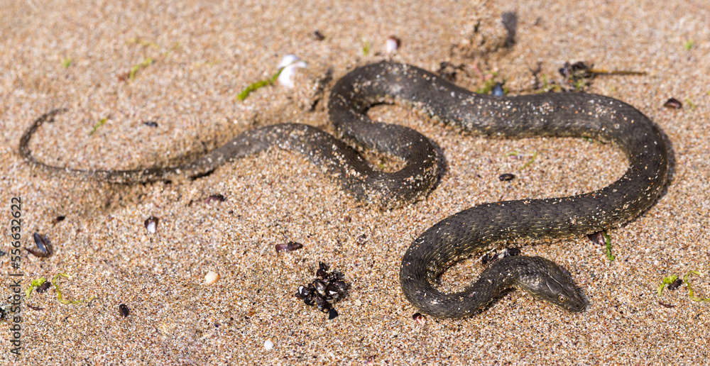 Natrix tessellata. The dice snake is a European non venomous snake belonging to the family Colubridae, subfamily Natricinae. The reptile lives on the sandy beach of the Black Sea.