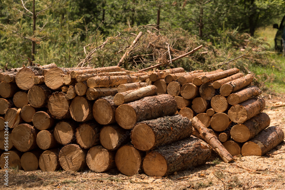Logging. Timber harvesting. Trunks of felled conifers stacked in a pile. Logging. Timber harvesting. Trunks of felled conifers stacked in a pile.