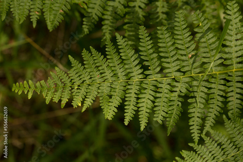 Dryopteris, commonly called the wood, male ferns, or buckler ferns, is a genus in the family Dryopteridaceae. photo