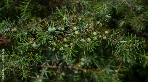 Juniperus communis, the common juniper, is a speciesconifer in the genus Juniperus, in the family Cupressaceae. photo
