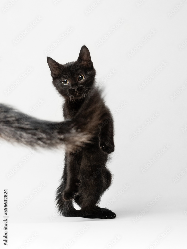 A black kitten plays on a white background A black kitten plays on a white background