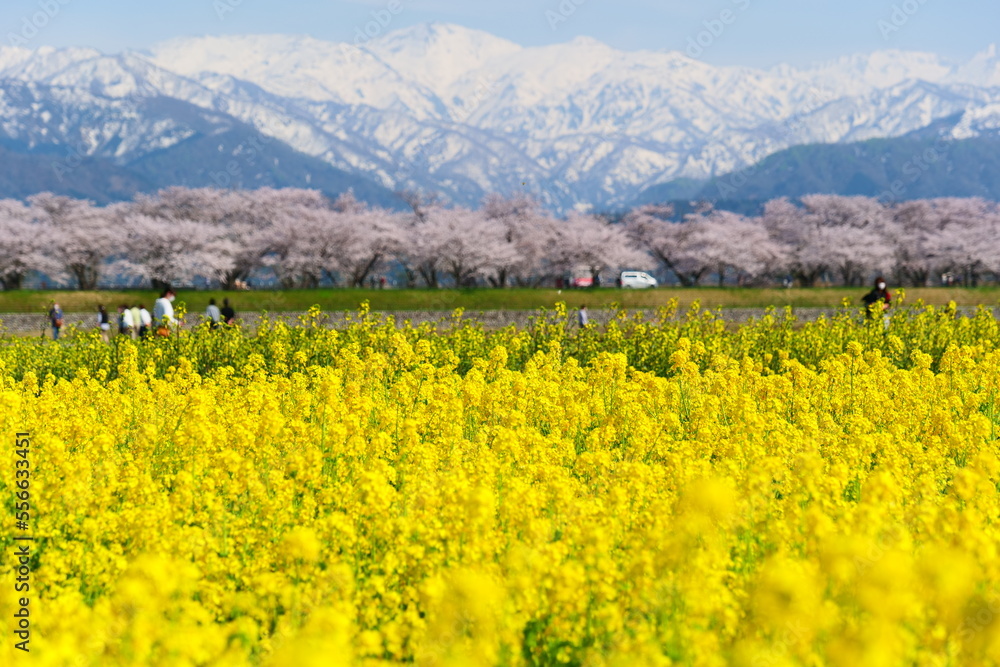 春の四重奏として知られる舟川べり桜並木。朝日、富山、日本。4月中旬。