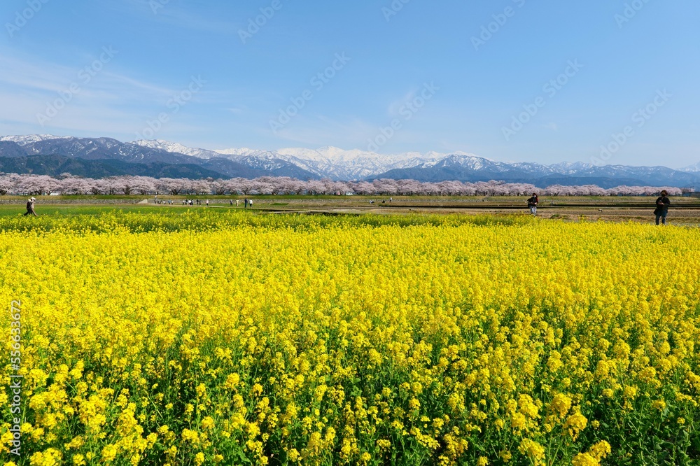 春の四重奏として知られる舟川べり桜並木。朝日、富山、日本。4月中旬。