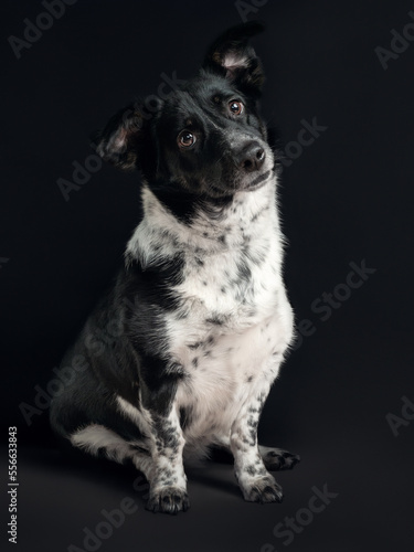 A portrait of a dog on a black background © Daria