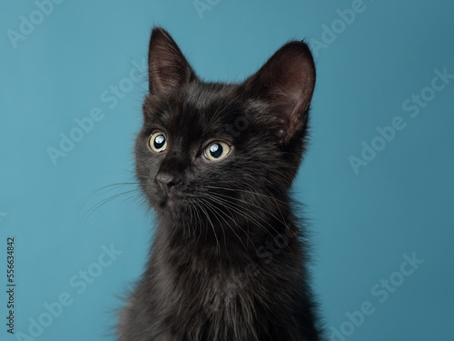 A portrait of a black kitten against a blue background