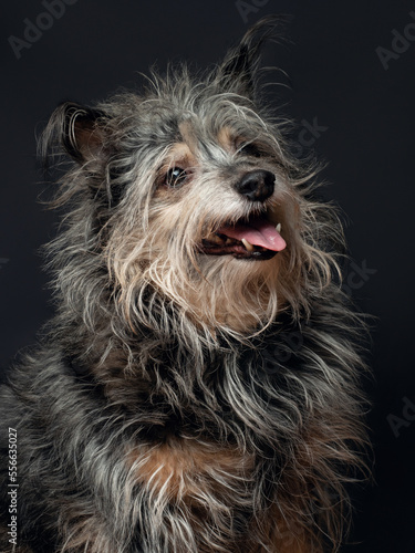 A portrait of a dog on a black background