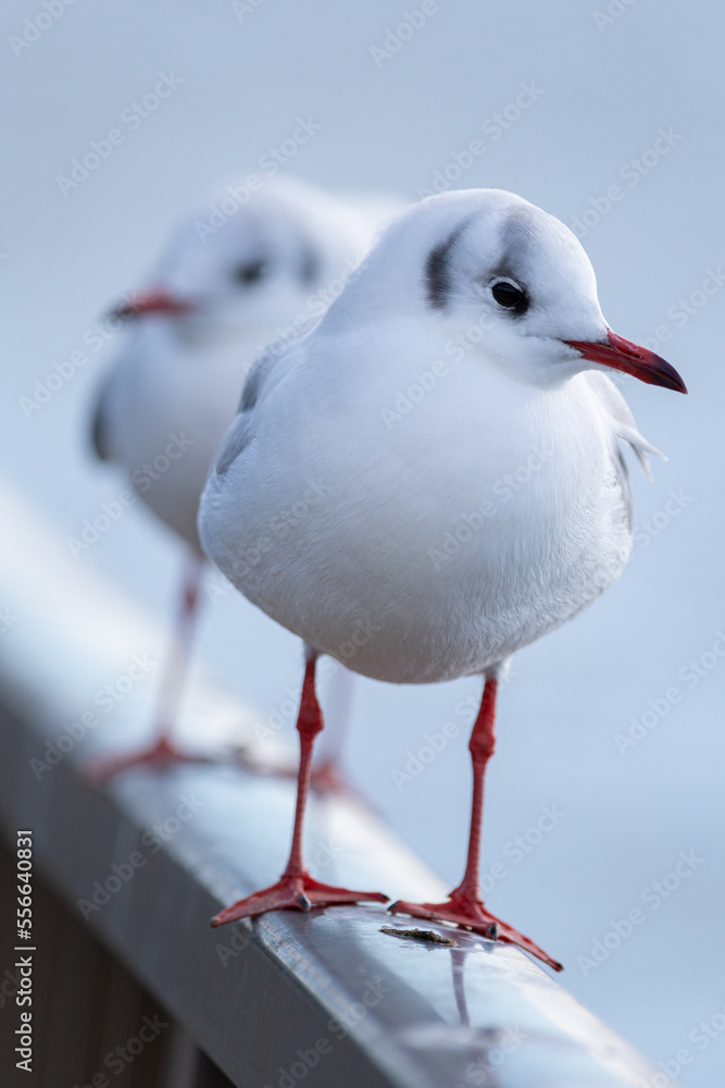 Obraz premium 並ぶカモメ