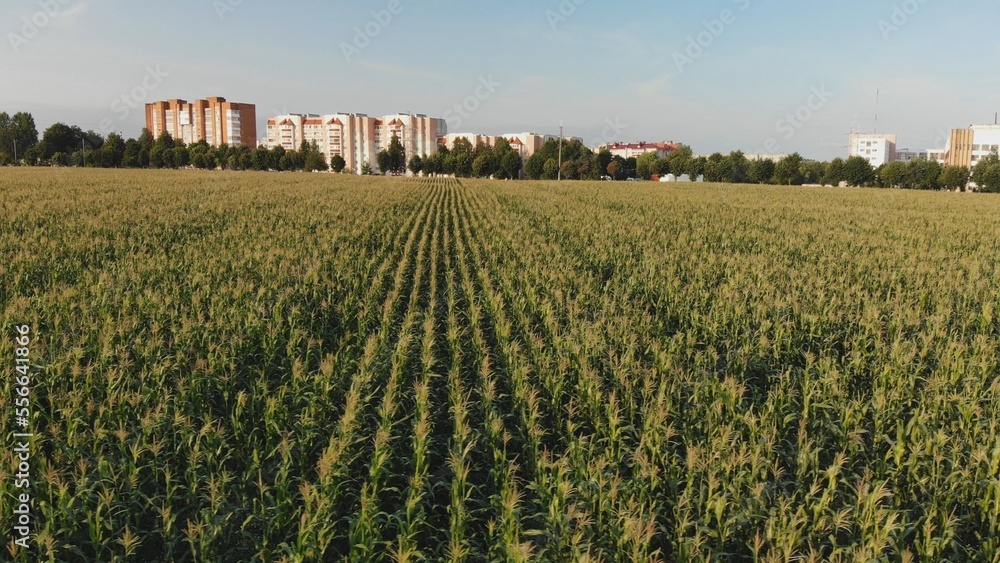 A cornfield of green by the city. Drone video.