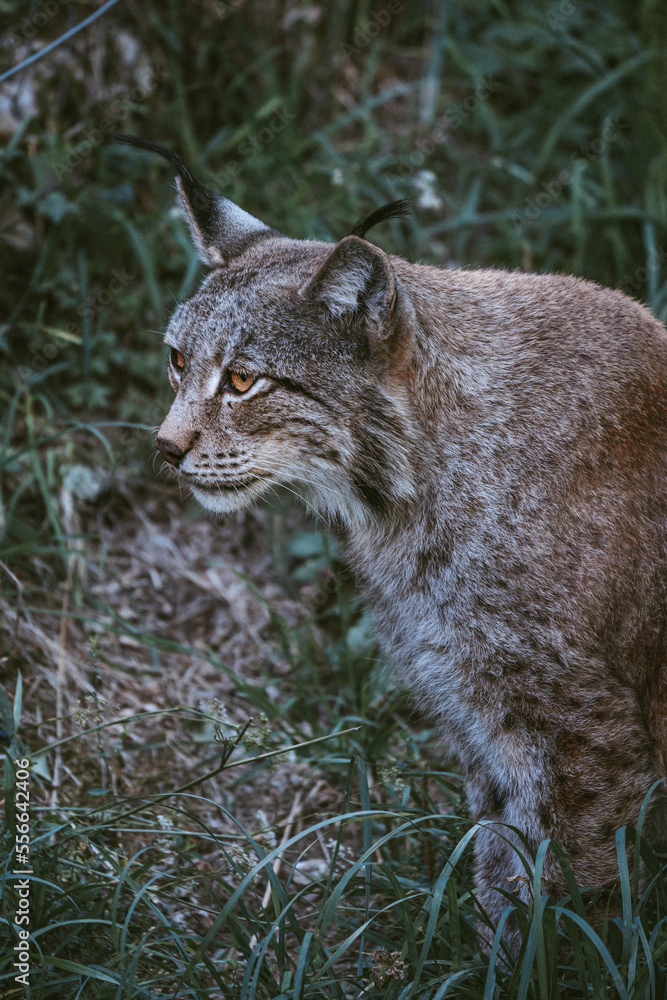 Lince en Parque Faunístico Lacuniacha Lince en Parque Faunístico Lacuniacha