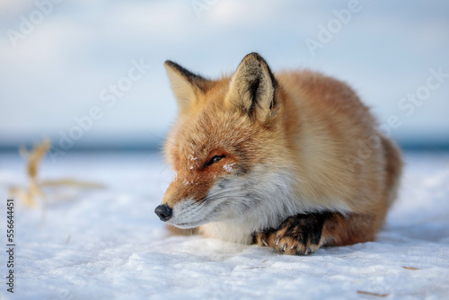 【北海道】冬のキタキツネ © Shiretoko Dream