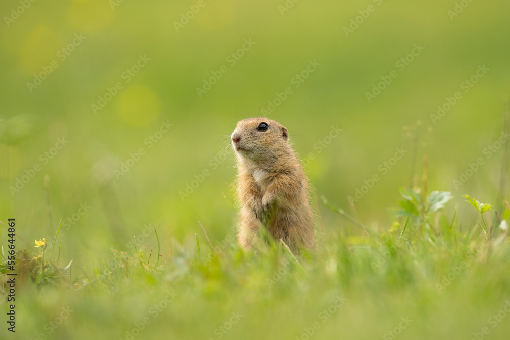 European ground squirrel on the spring meadow. Ground squirrel is peeping from the grass. European nature. Small brown rodent live in the big groupe. European ground squirrel on the spring meadow. Ground squirrel is peeping from the grass. European nature. Small brown rodent live in the big groupe.