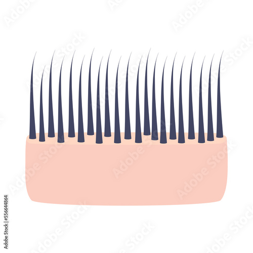 Normal hair thickness type. Skin cross-section with thin strands. Anatomical structure linear scheme. Medical and beauty concept. Vector illustration.