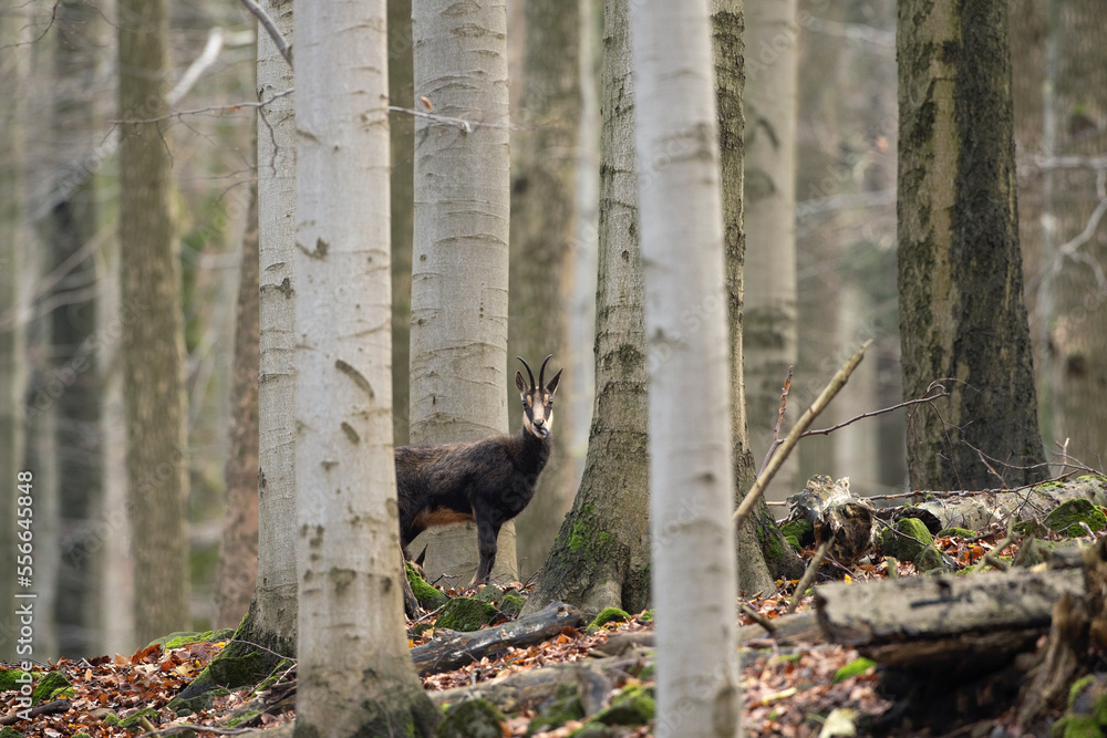 Chamois in the winter oak forest. Wild goat in european wood. Chamois with the offspring. Czech nature. Black and white goat with small horns among the trees. Chamois in the winter oak forest. Wild goat in european wood. Chamois with the offspring. Czech nature. Black and white goat with small horns among the trees.
