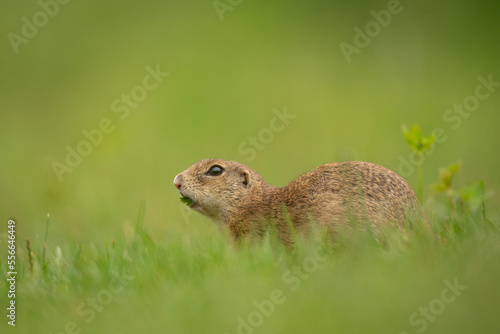 European ground squirrel on the spring meadow. Ground squirrel is peeping from the grass. European nature. Small brown rodent live in the big groupe.  © prochym