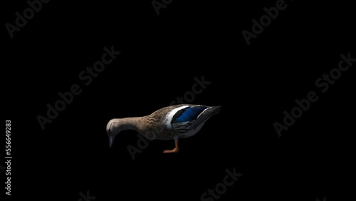 Farm Animal Duck Transparent Alpha Animation photo