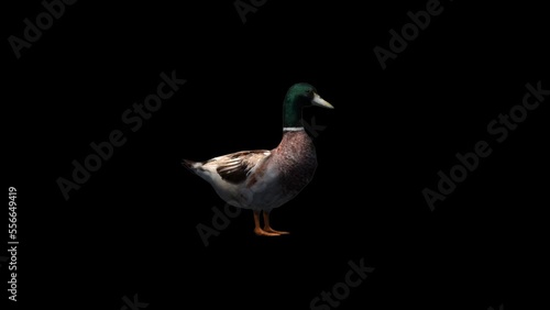 Farm Animal Duck Transparent Alpha Animation photo