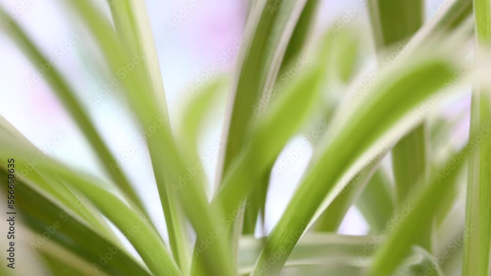 house plant chlorophytum rotates in a circle house plant chlorophytum rotates in a circle